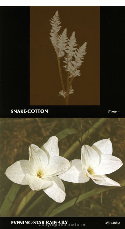 Snake Cotton wildflower