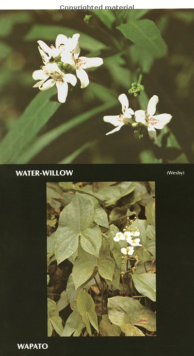 Water Willow