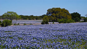 Field of Bluebonnets