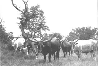 Early Texas John Blocker