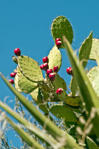 Prickly Pear Cactus