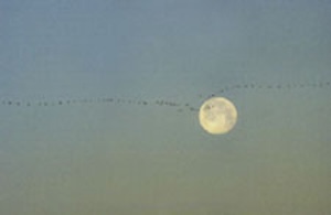Texas Sky Birds